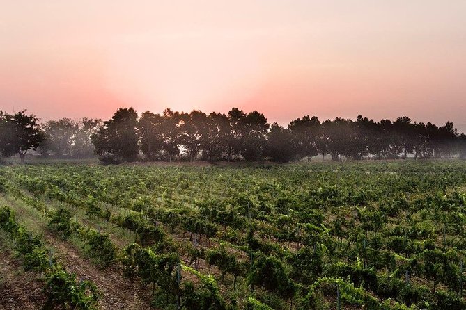 Baalback , Anjar & Chateau Ksara - A private car changes the pace
