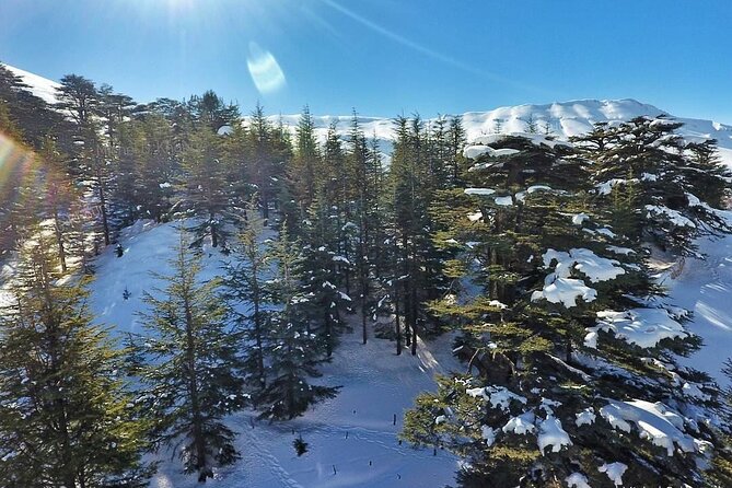 Cedars of Lebanon, Qozhaya, & Bcharre - With Lunch (4G on Board) - The Cedars of God and what remains of the forest