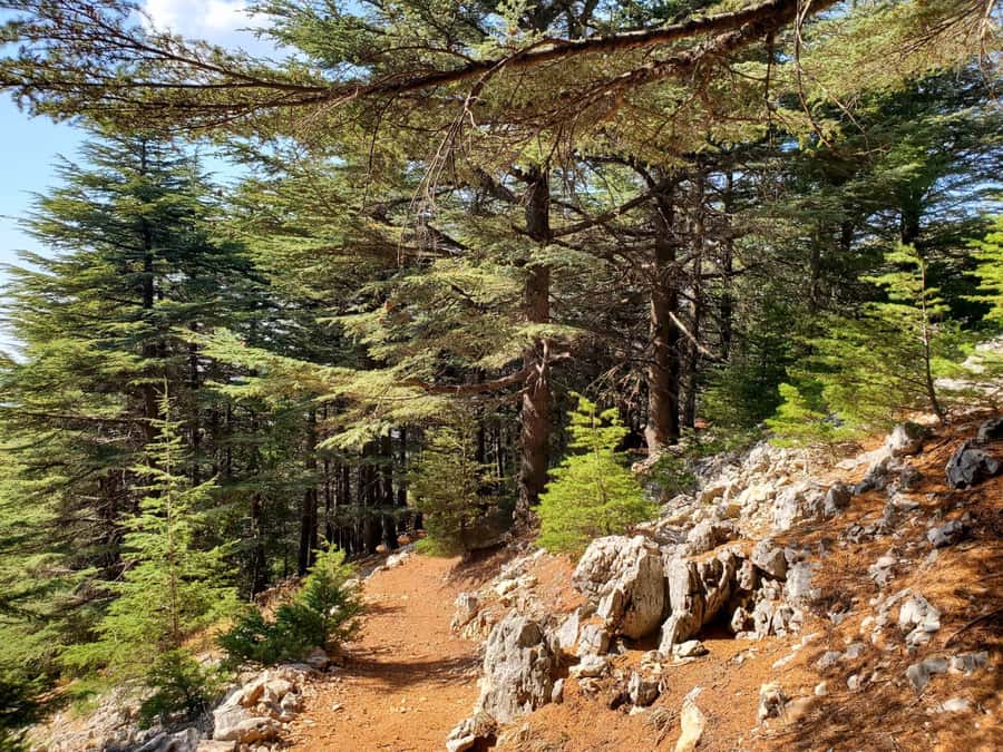 Cedars Shouf & Beiteddine w/pick-up, guide, entries+lunch - Key points to know before booking
