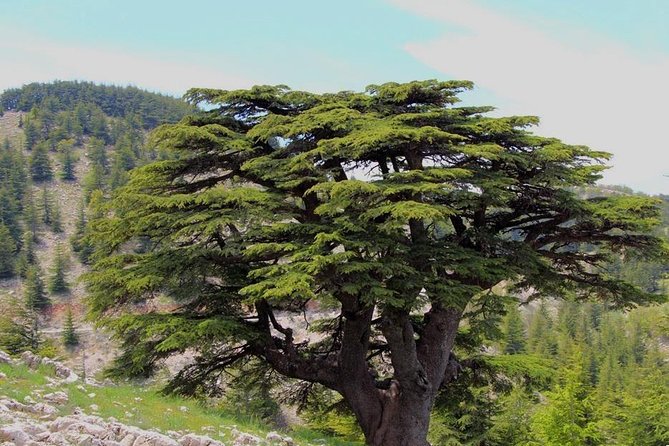 Guided small group to Cedars Reserve & Beiteddine w/lunch+entries - Why this Beirut day trip works