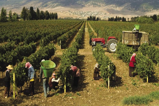 Journey Through Lebanese Wine: A Private Tour in the Beqaa Valley - Who will enjoy this Beqaa Valley day