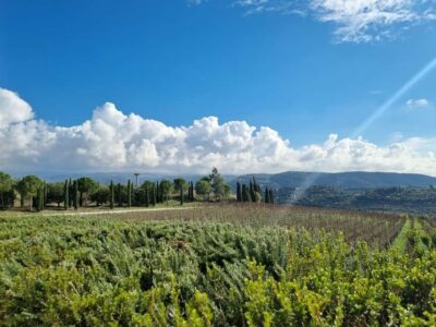 Lebanese wineries guided tour with tastings & lunch