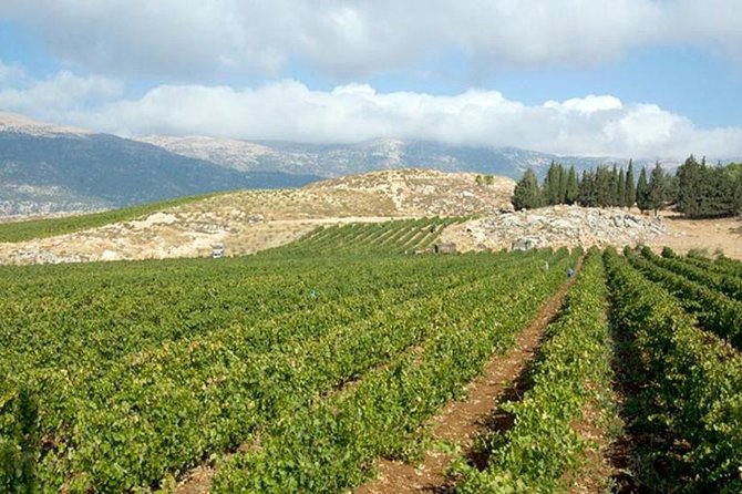 PRIVATE Wine Tasting Tour to the Bekaa Valey Fabulous Wineries - The Bekaa Valley between tastings