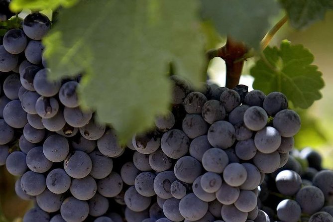 PRIVATE Wine Tasting Tour to the Bekaa Valey Fabulous Wineries - Timing, price, and booking choices