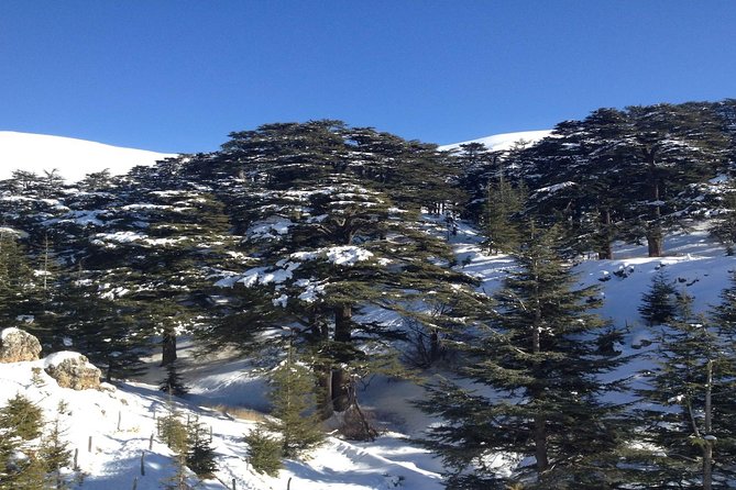 Small Group Tours to Qadisha Valley, Bcharre and Cedars with lunch and all fees - The Cedars of God, Lebanon’s national symbol